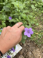 Ruellia nudiflora