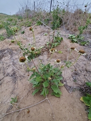 Tetragonotheca repanda