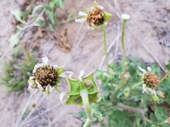 Tetragonotheca repanda