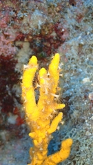 Axinella verrucosa