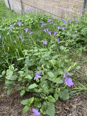 Ruellia nudiflora