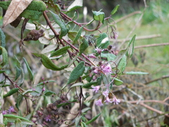 Aristeguietia glutinosa