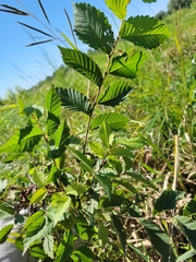 Ulmus rubra