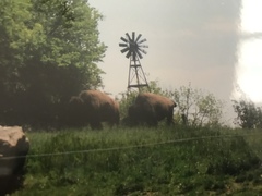 Bison