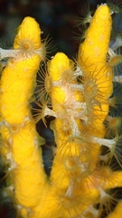 Axinella verrucosa