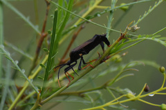 Acanthocephala