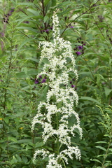 Stenanthium gramineum