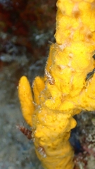 Axinella verrucosa
