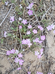 Phlox glabriflora