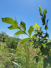 Ulmus rubra