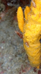 Axinella verrucosa
