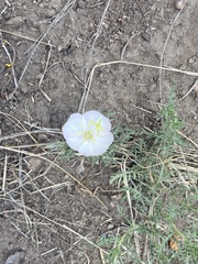 Oenothera pallida