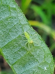 Lyssomanes viridis