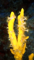 Axinella verrucosa