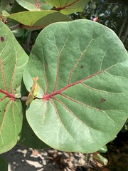 Coccoloba uvifera