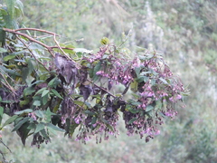 Aristeguietia glutinosa