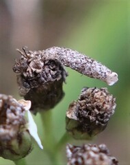 Coleophora argentula