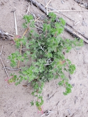 Acalypha radians