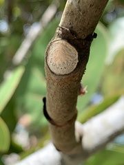 Coccoloba uvifera