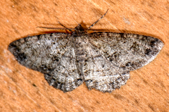 Melanolophia canadaria
