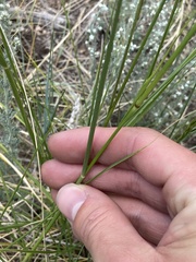 Nassella viridula