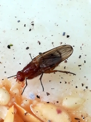 Dryomyza