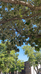 Quercus bicolor