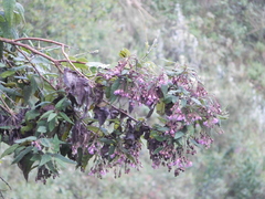 Aristeguietia glutinosa