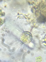 Acanthocystis