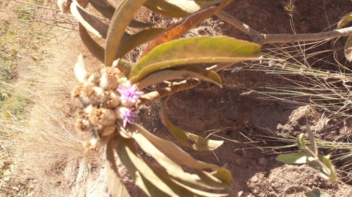 Vernonia cephalophora image