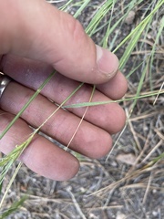 Elymus elymoides