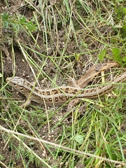 Lacerta agilis