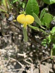 Arachis pintoi