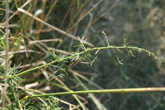 Asparagus verticillatus