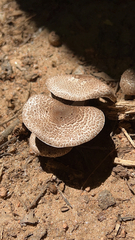 Lentinus tigrinus