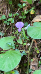 Desmodium rotundifolium