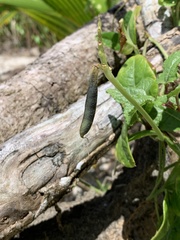 Arachis pintoi
