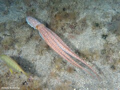 Callistoctopus macropus