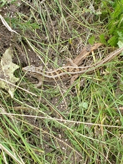 Lacerta agilis