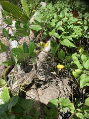 Arachis pintoi