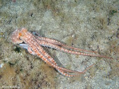 Callistoctopus macropus