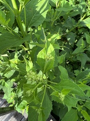 Verbesina occidentalis