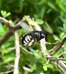 Xylocopa tabaniformis parkinsoniae