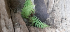 Polypodiopsida