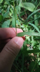 Digitaria sanguinalis