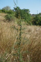 Asparagus verticillatus