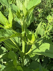 Verbesina occidentalis