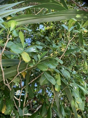 Tabernaemontana alba