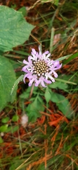 Scabiosa