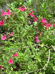 Xylocopa tabaniformis parkinsoniae